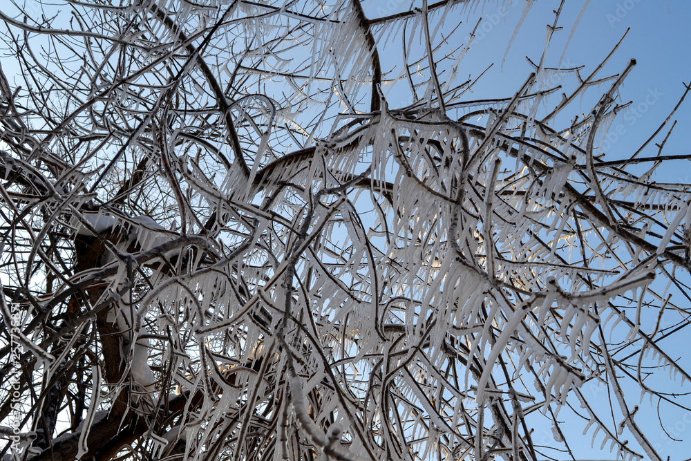 icicles frozen in all branches of the tree