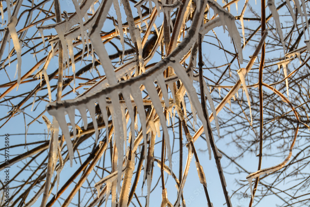icicles frozen on tree branches illuminated by the warm rays of the sun