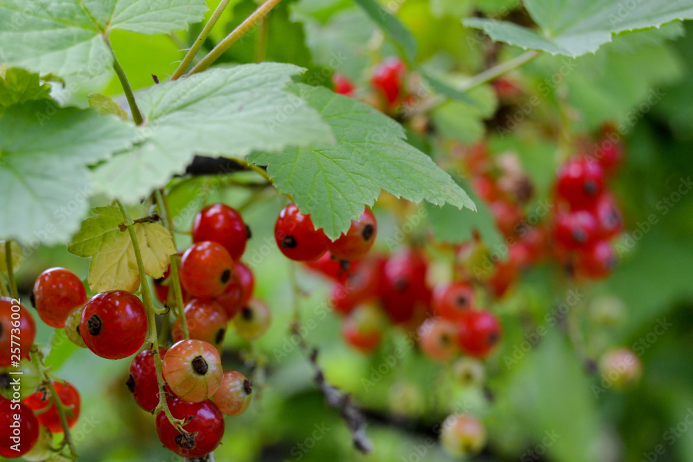 Delicious red currants on the branches with a juicy green blurred background