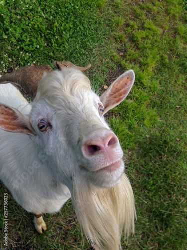 Obraz na płótnie Bearded goat effectively looks ahead w salonie