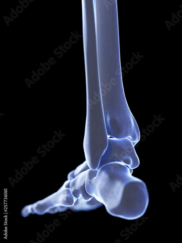 3d rendered medically accurate illustration of the ankle joint