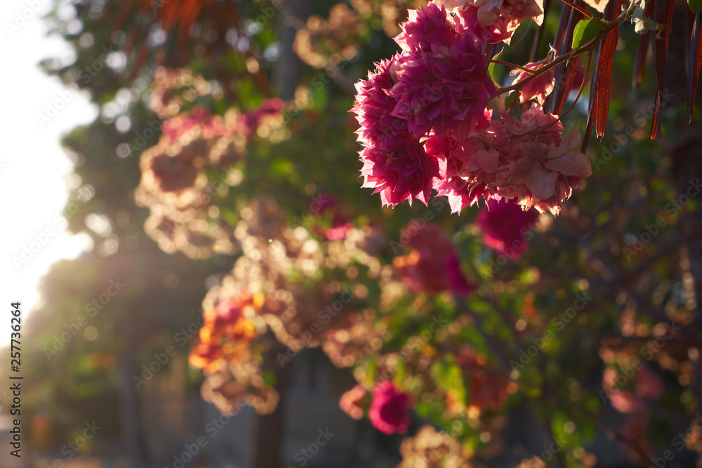 Multicolored Bougainvillea 1 Multicolored Bougainvillea 1