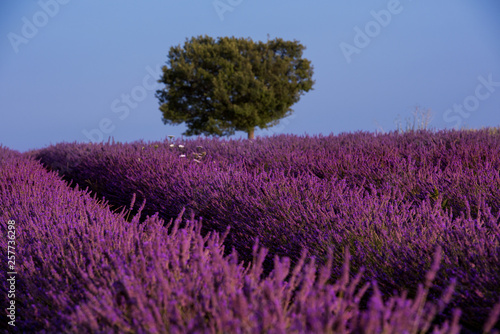 lonely tree at lavender field