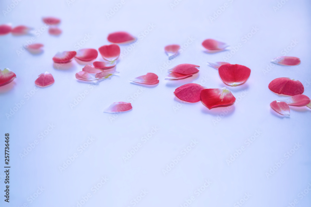 Bright pink rose petals. Bright pink rose petals.