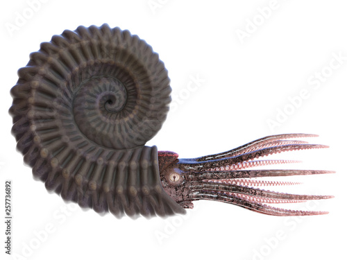 3d rendered illustration of an Ammonite photo