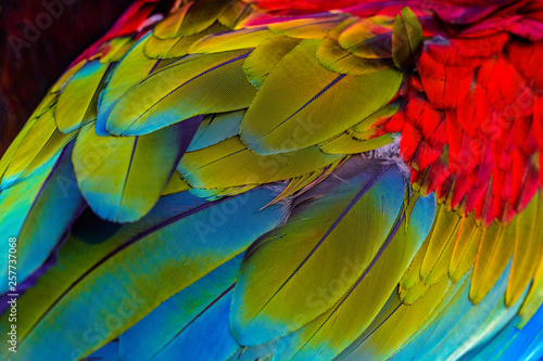 Close up of blue-and-gold macaw bird's feathers, exotic nature background and texture.
