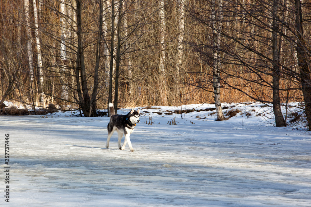 Dog breed Siberian Husky is walking on the frozen lake at sunny day Dog breed Siberian Husky is walking on the frozen lake at sunny day