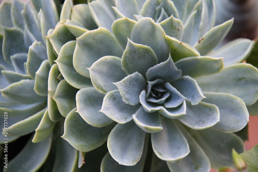 Vegetal Vegetal