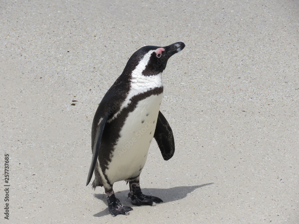 Obraz premium penguin