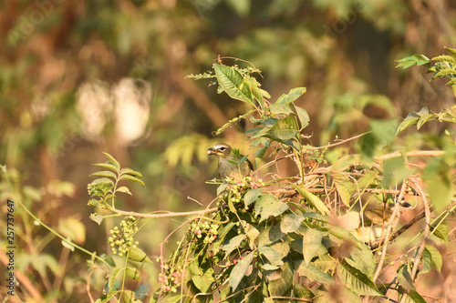 plant, green, nature, leaf, grass, spring, tree, leaves, garden, bush, closeup, fresh, flora, branch, summer, natural, grow, macro, close-up, field, bud, buds, bloom, Babbler, Cherry