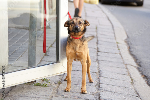 Dog looking at camera. Tethered dog is waiting for its owner at the entrance to the store. No pets allowed