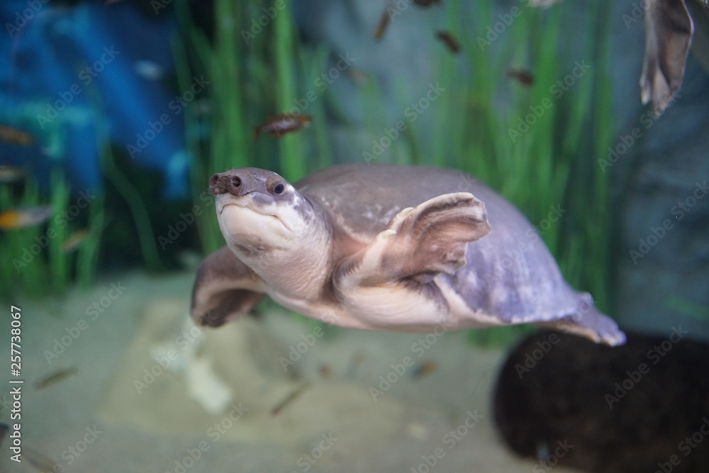 Obraz premium Las Palmas de Gran Canaria, Canary Islands, Spain - 21.12.2018 - Aquarium (Poema del Mar)