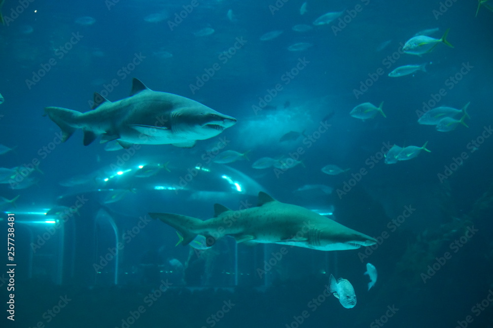 Naklejka premium Las Palmas de Gran Canaria, Canary Islands, Spain - 21.12.2018 - Aquarium (Poema del Mar)