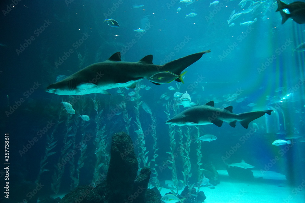 Obraz premium Las Palmas de Gran Canaria, Canary Islands, Spain - 21.12.2018 - Aquarium (Poema del Mar)