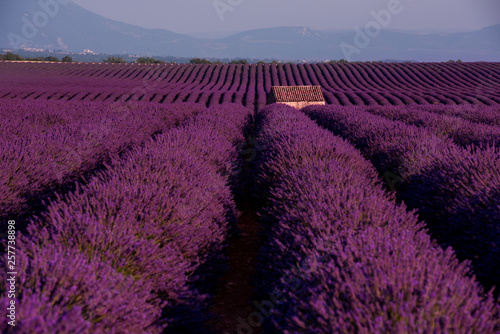 Fototapeta Naklejka Na Ścianę i Meble -  stone house at lavender field