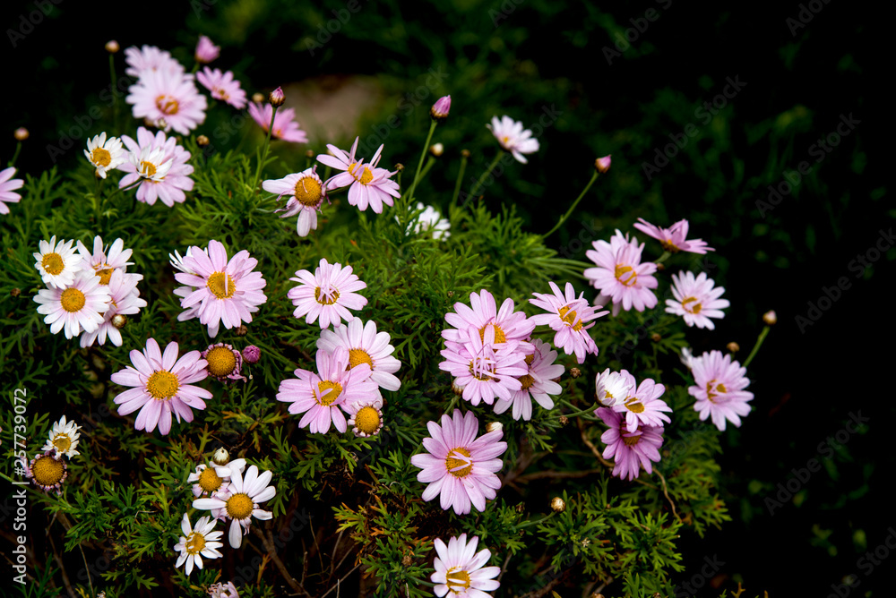 Fototapeta premium daisies pots in the garden
