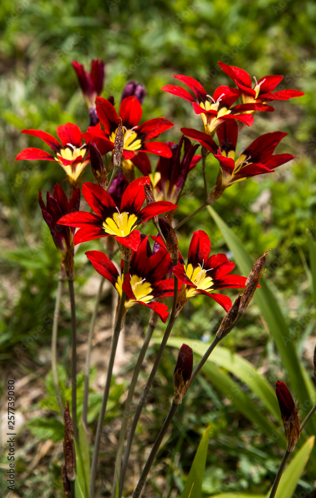 red sparaxis in the garden