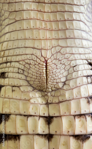 Cloaca of cub Nile crocodile Crocodylus niloticus, macro