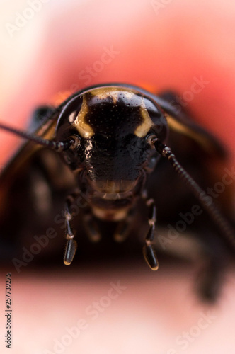 Cockroach little car Lucihormetica subcincta. Cockroaches avtomobilchiki from the tropical rain forests of Colombia and Venezuela. Orange spots and horns. Macro photo