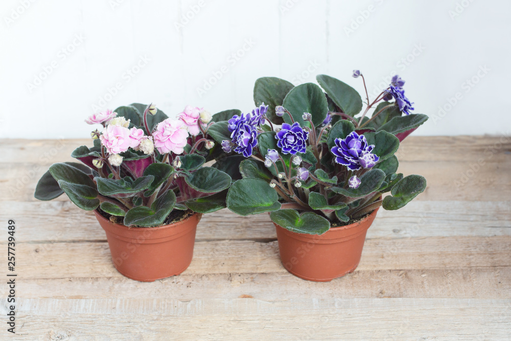 Bushes Blooming pink and purple Saintpaulia in flower pots on a wooden background. Side view