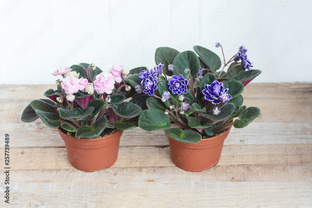 Bushes Blooming pink and purple Saintpaulia in flower pots on a wooden background. Side view Bushes Blooming pink and purple Saintpaulia in flower pots on a wooden background. Side view