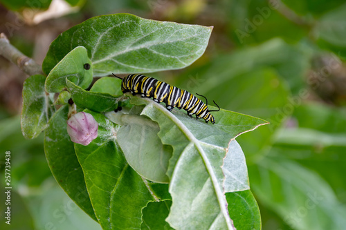 Monarch caterpillar inching along on a leaf