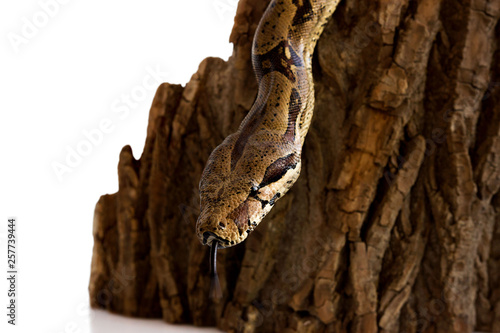 one-eyed snake boa constrictor slides on a wooden piece. visible healthy eye. Isolated on a white background.