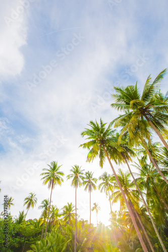 Nature landscape of paradise tropical beach with coconut tree