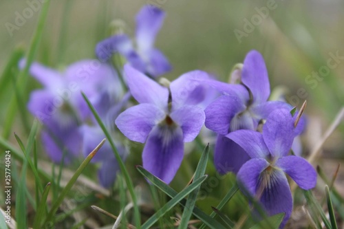 flower card: wild violets
