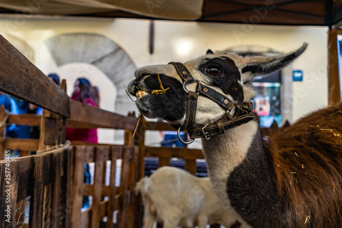 Aixada fair in Manresa, Catalonia, Spain. photo