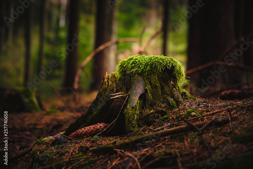 Baumstumpf im Wald photo