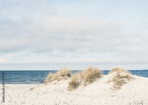 Dune grass on a beach