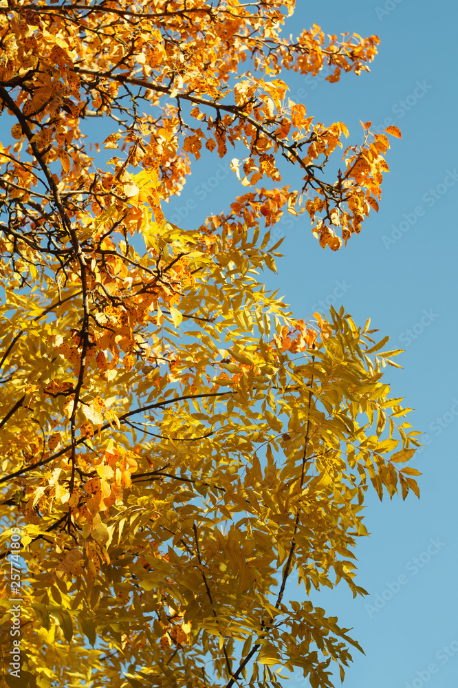 Yellow and red autumn leaves against a blue sky Yellow and red autumn leaves against a blue sky
