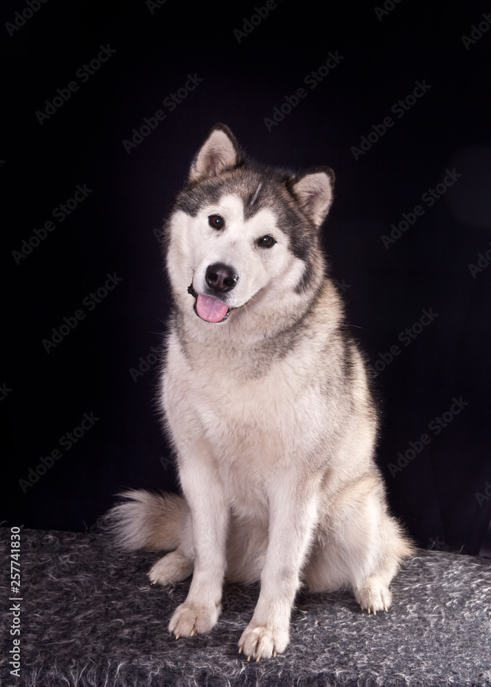 Obraz premium Dog breed Alaskan malamute sitting on black background
