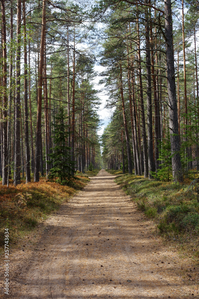 Fototapeta premium forêt, Estonie