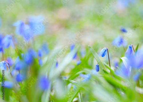 Blaue Blumen in der Frühlingswiese - Blaustern photo