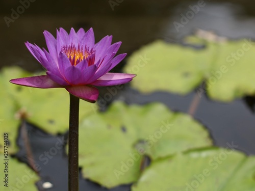 Flor de loto violeta y amarilla