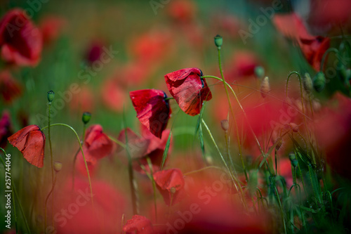 Red Corn Poppy Flowers