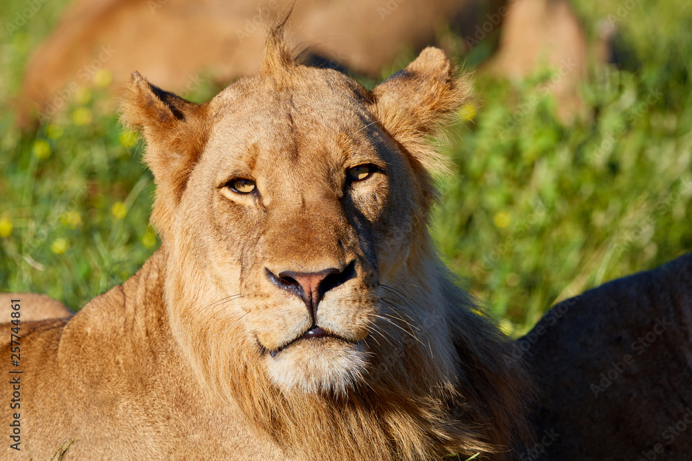 Portrait of young male lion