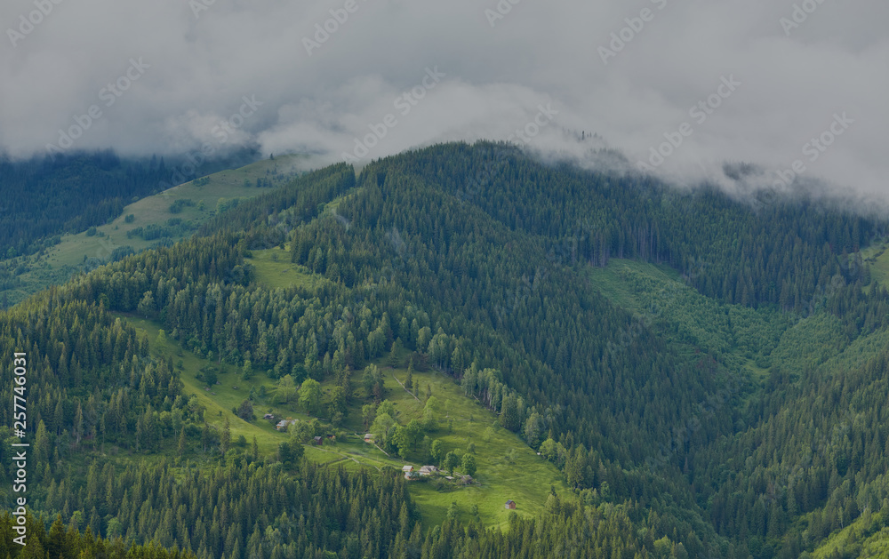 forested rolling hill on a cloudy day. lovely nature scenery of mountainous countryside.