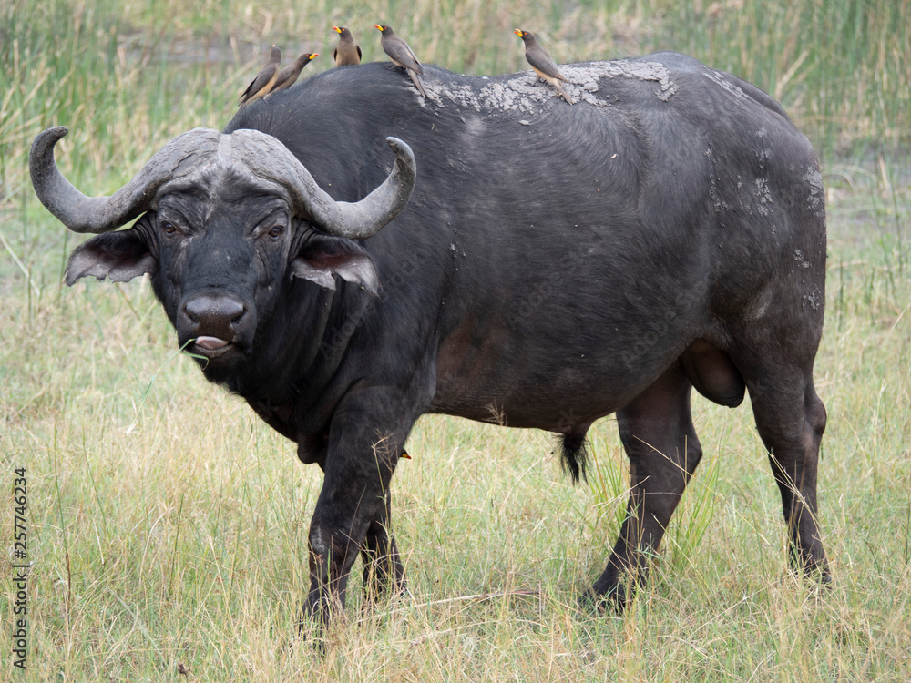 Fototapeta premium Cape buffalo