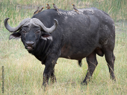 Cape buffalo © Karl