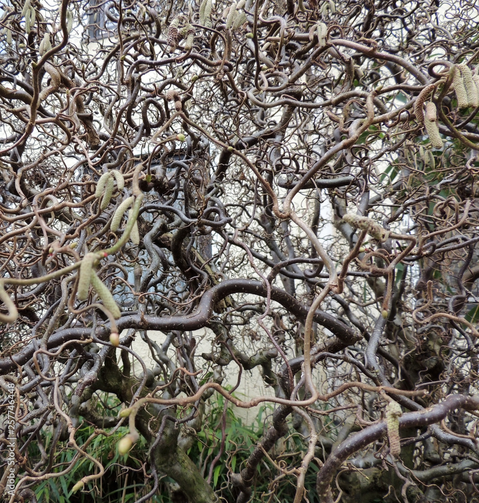 Naklejka premium Common Hazel, Corylus avellana form contorta during flowering