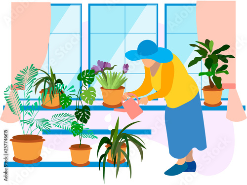 Grandmother, a pensioner watering indoor flowers. Winter garden, potted flowers. In minimalist style Cartoon flat Vector