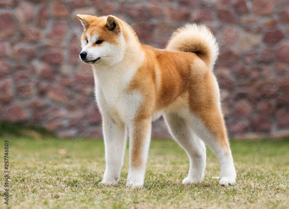 Japanese Akita Inu dog for a walk Stock Photo | Adobe Stock