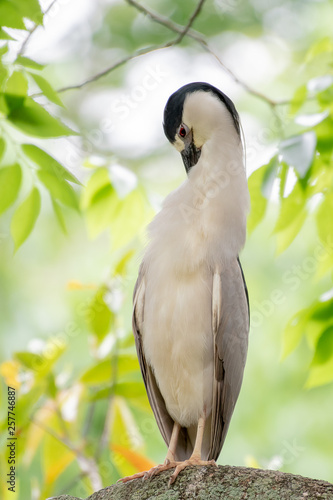 Black crowned night heron perched on a branch preening