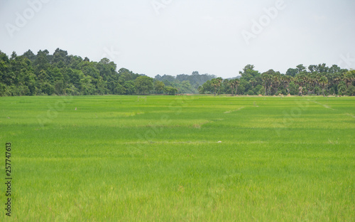 Massive rice fields in south east Asia