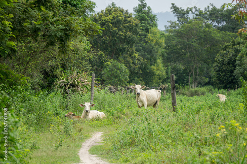 Asian cows in a field near Siem Reap, Cambodia