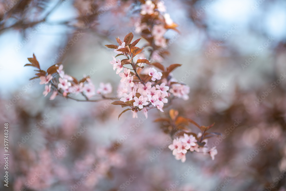 Branch with blossoming sakura flowers in the sun Branch with blossoming sakura flowers in the sun