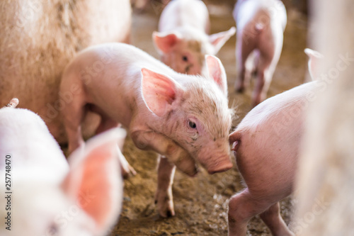 Little piglet in organic rural farm © themorningglory